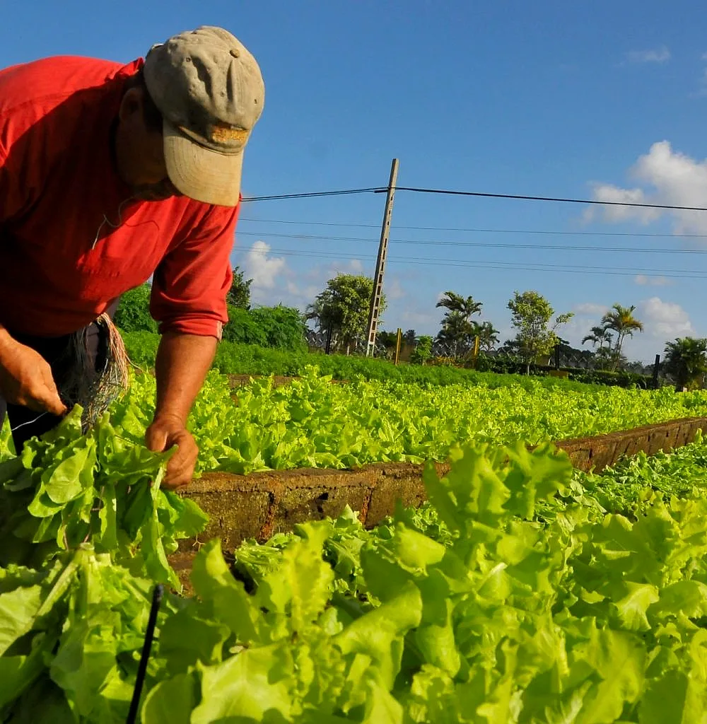 Honduran producer in his field